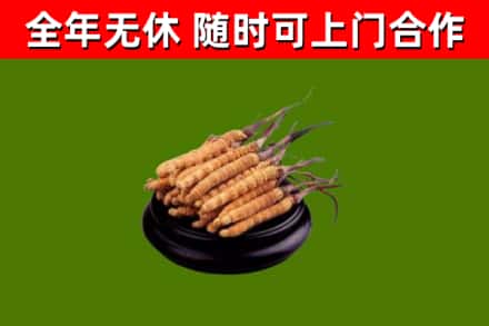 城西回收冬虫夏草